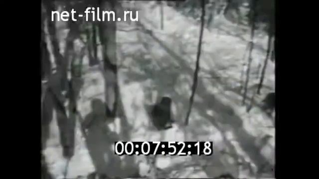 1973г  Уссурийская тайга  охота на тигра  Приморский край