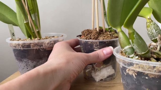 Наращиваем корни каттлее. Поговорим про каттлеи, кото?