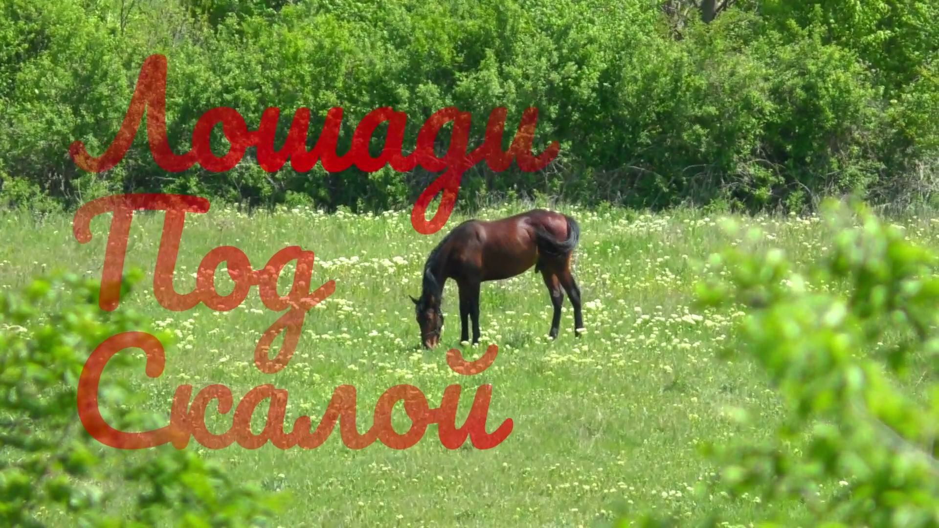Лошади под скалой