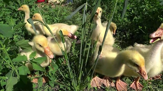 Красота нашего сада 🌹🌼🌹Что делаю то и показываю😉 Высаживаю цветы😊 Собираю клубнику🍓🍓🍓