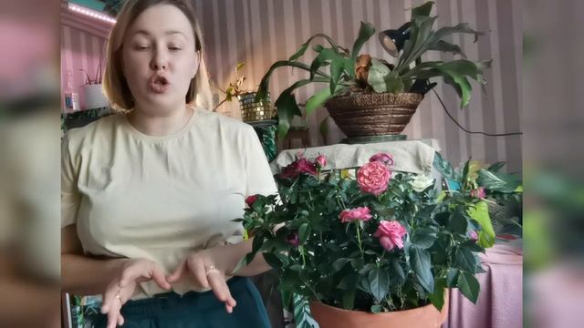 Как ухаживать за розами дома