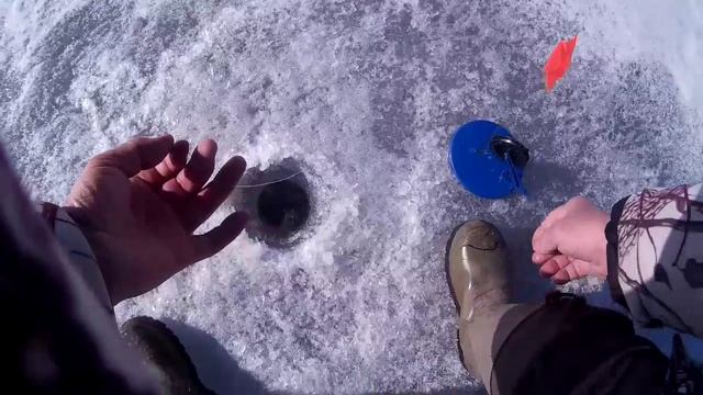 Ловля живца на Тихом плёсе