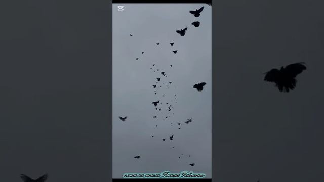 † ❤  БОЖЬИ ПТИЦЫ!!!❤🕊️