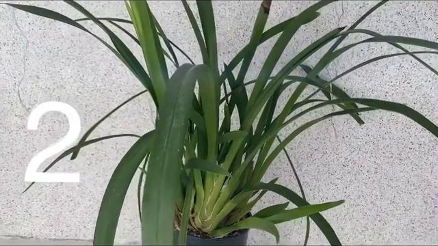 Пришло время поделить  редкий цимбидиум 🥰🌱