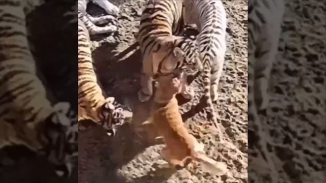 Лабрадор и золотистый ретривер заменили тигрятам родителей