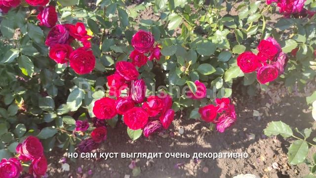 ШИКАРНЫЕ РОЗЫ ДЛЯ ВАШЕГО САДА 💐💐💐 rosebushes.ru ♥️ Ред / ?