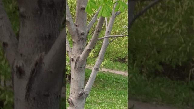 Энергия Весны Ветра