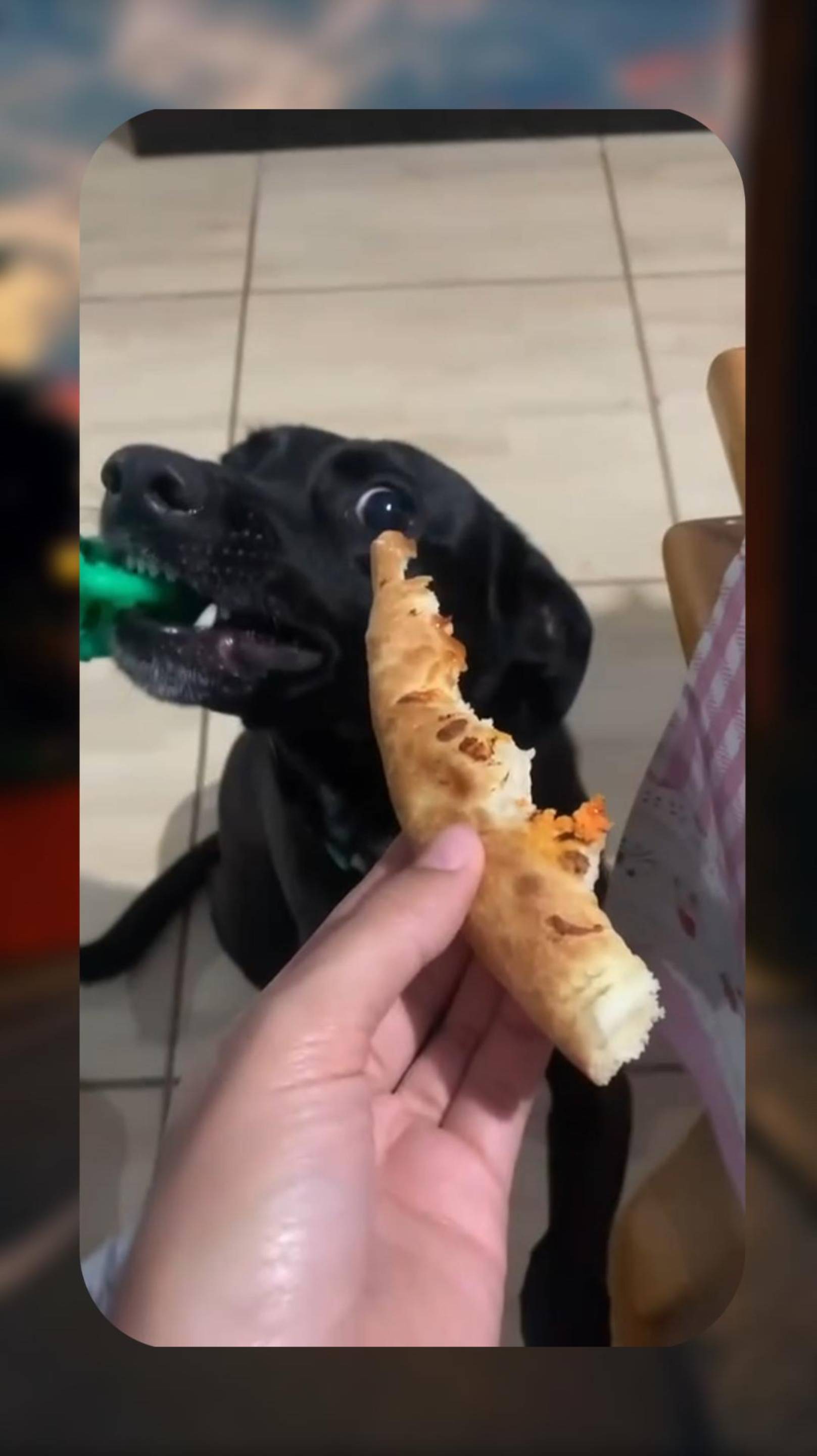 🐶 ПИЦЦА ВКУСНЕЕ 🍕 СМЕШНЫЕ ЖИВОТНЫЕ 😁