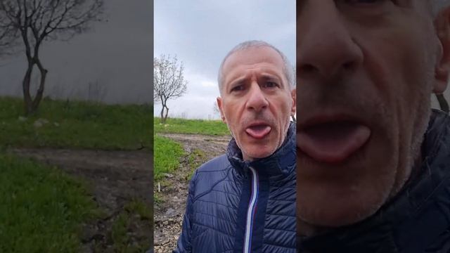 Скоро во всех лесах Израиля! Цветение цикламенов #כנאפ
