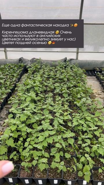 Киренгешома дланевидная 🤓