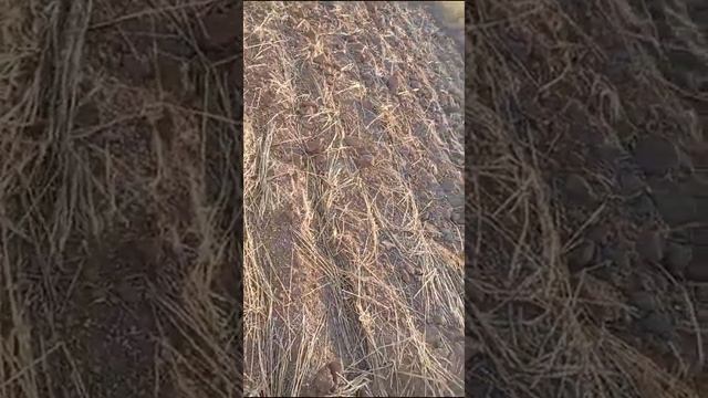 Фермер показывает поле пшеницы #farming  #agriculture