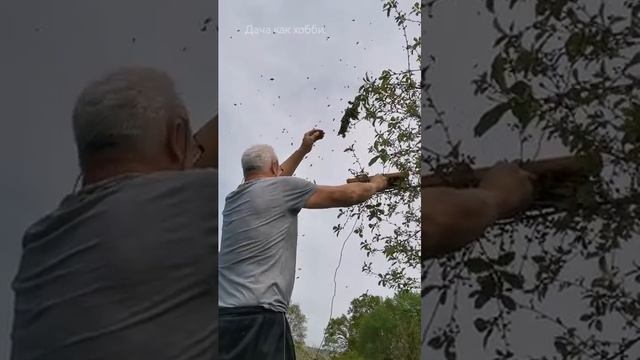 Ловим рой. Дача как хобби.