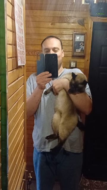 Сиамская кошка