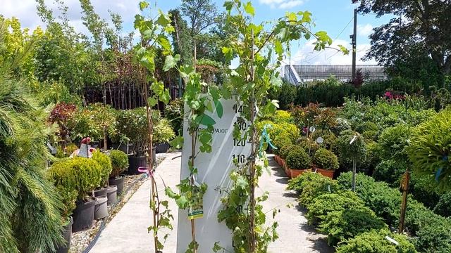Виноград VINIFERA CARDINAL, VINIFERA CHASSELAS DORE, VINIFERA MUSCAT D'ALEXANDRIE