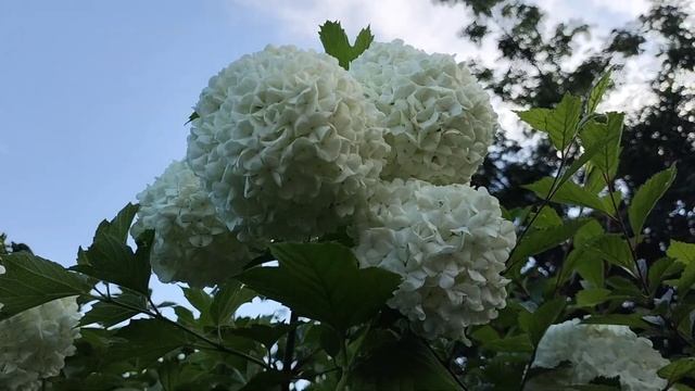 Цветение калины Бульденеж😊 г.Красноярск, 16 июня