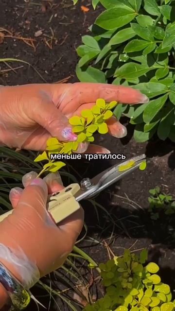 Как выращивать барбарис без бюджета