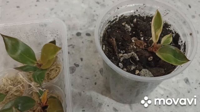 филодендрон Конго Оранж мутейшен, моя новинка