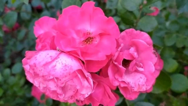 Кровавые цветы 411 серия русская озвучка | Баран ревнуе?
