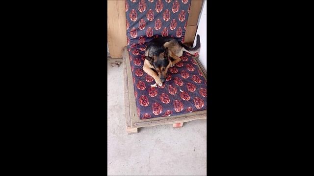 Собака. Том
