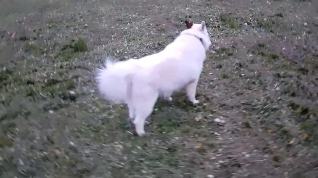 Рекомендация по корму Кайзер. Челябинск