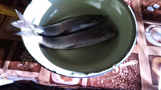 Куда