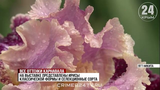 Все оттенки карнавала: на юге Крыма открыли юбилейную выставку ирисов