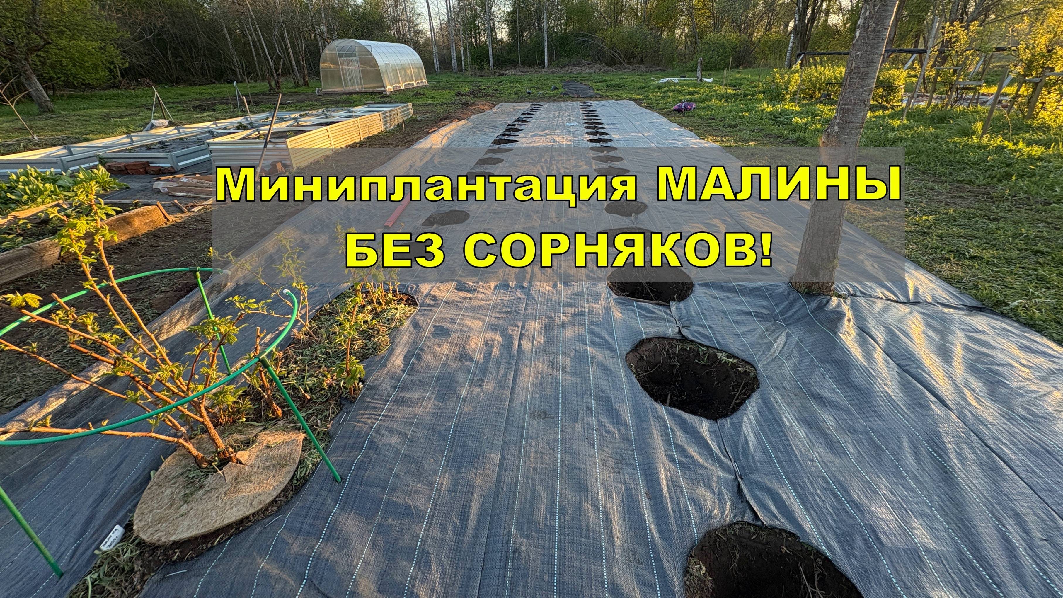 Сажаем миниплантацию МАЛИНЫ  БЕЗ СОРНЯКОВ!