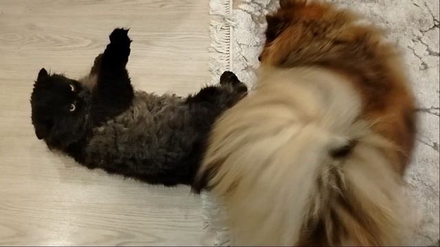 Любимая игрушка.mp4