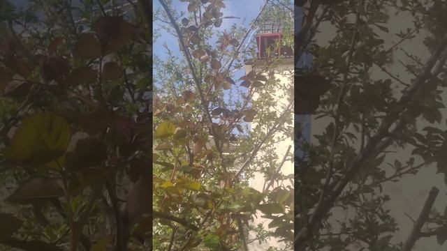 Первые бутоны на розах.