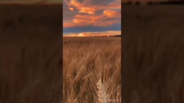 Поют перепела - на стихи Наталии Аникеевой