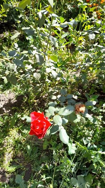 #РукоделиеотГалины Розы цветут очень красиво и очень высоки🌹🌹🌹