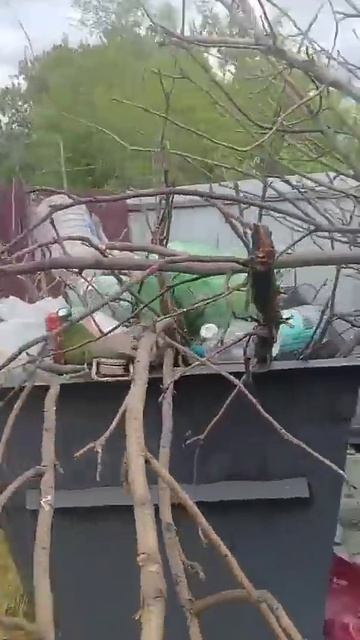 Подрядчик прислал видео с ветками в баках.