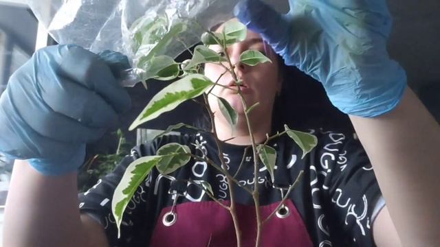Проблемы с фикусом Твилайт и пересадка нового фикуса ?