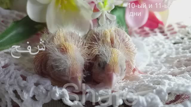 как меняются птенцы -2ч.  (6-15 дни)