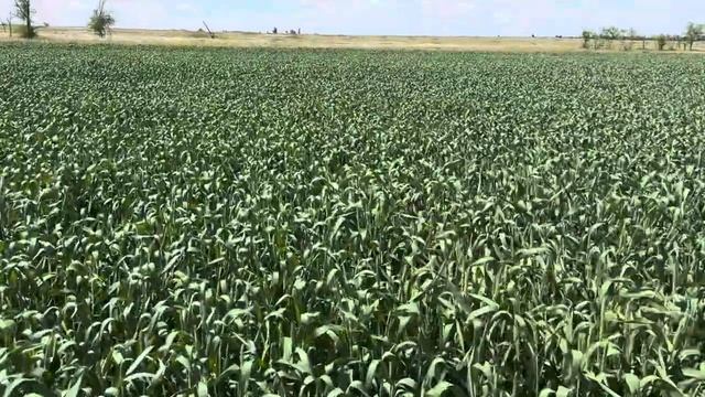 Озимая пшеница Бумба. Калмыкия.