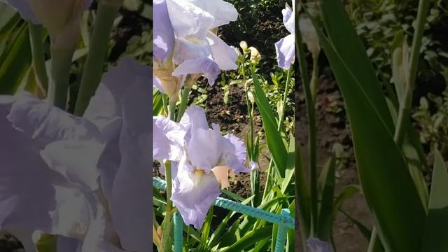 Шиповник и оранжевые, синие, фиолетовые ирисы..