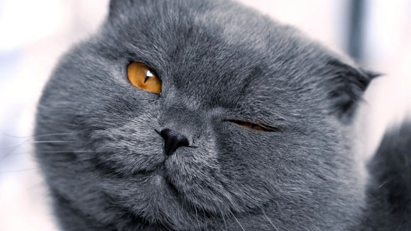 бедный котик 😿