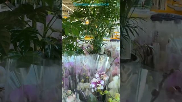 25 февраля привоз к 8 марта Минск. #цветы  #orchidcare #orchid #при
