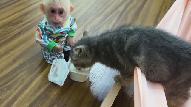 Обезьянка крошка БУКАШКА Качалась в гамаке Стащила йогурт из холодильника Покормила кошку Добрая ист