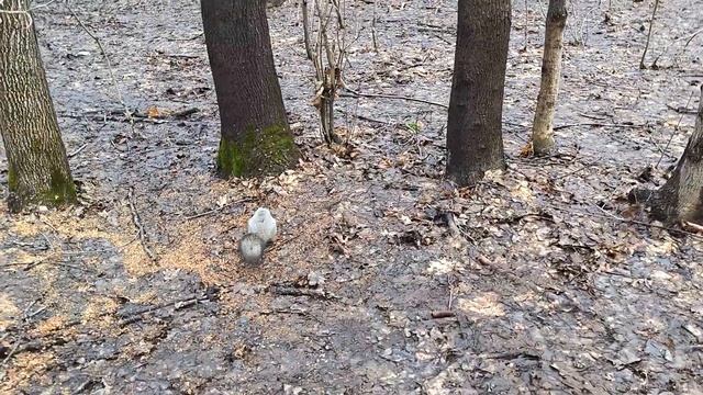 Две белки у большого пенька. Белка выбирает орехи #squirre