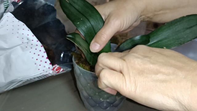 Дітка орхідеї Тулон наростила корінці. Посада в горщи?