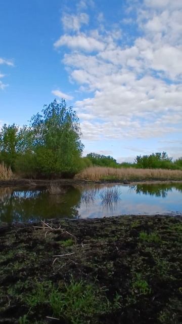 звуки природы-болото в деревне