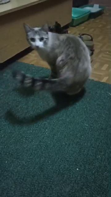 Кот молодой