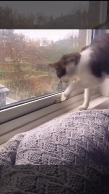 Котик прекрасно справился с ручкой на окне 🐈👍😉