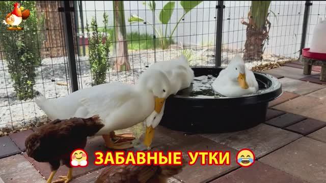 Забавные утки мускусные и пекинские на свободном выгуле ч.(28) ❣️🤗😂