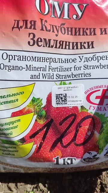 Удобряю клубнику
