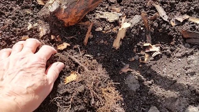 Розы плачут и я с ними. Но мы победим.