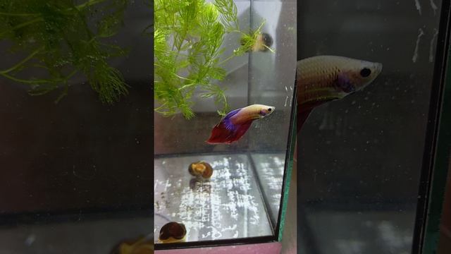 друзья у меня новость 😊теперь у меня новый жилец 🐠 рыбка петушок