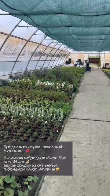 Продолжаю серию аквилегий-мутантов 🌺