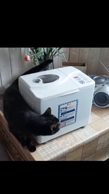 Котейкина – хлебопекарь.